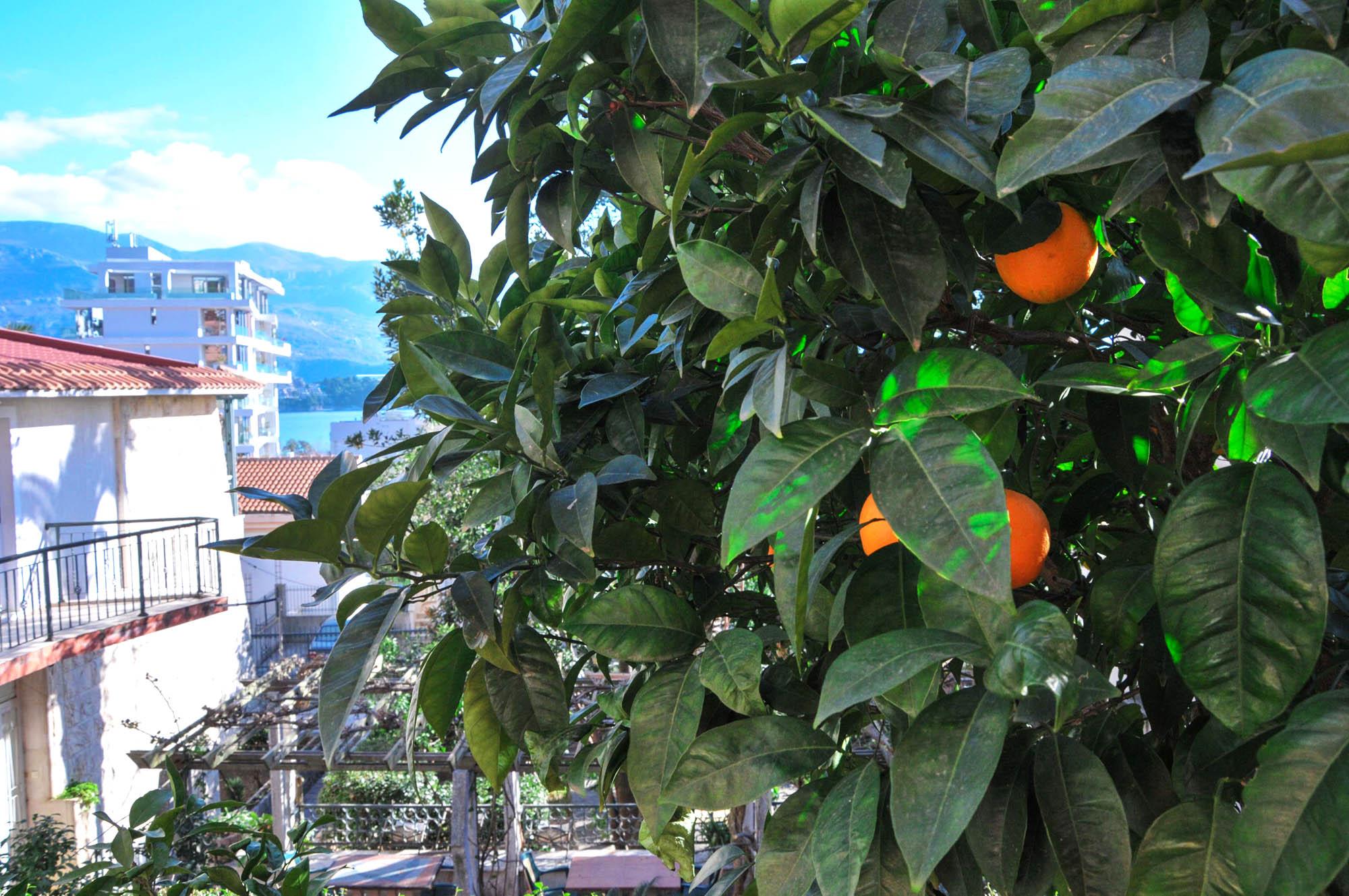 Apartments Orange Budva Exterior foto